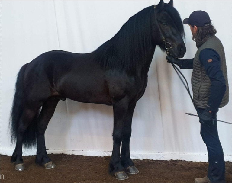 SVARTI FOLINN Á TOPPNUM