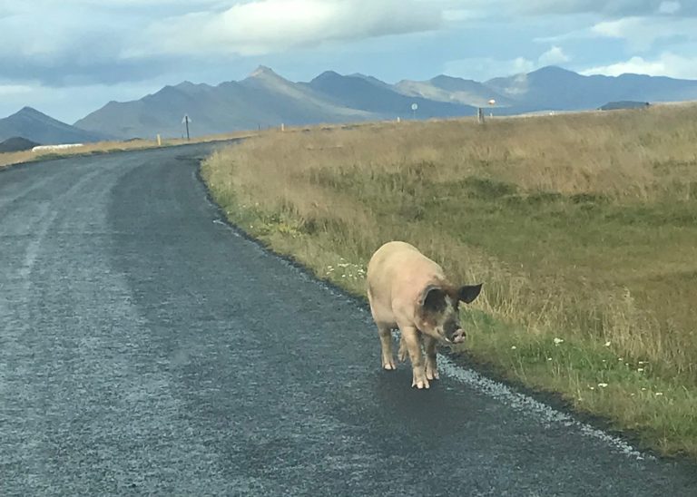 SVÍN Í SUNNUDAGSGÖNGU