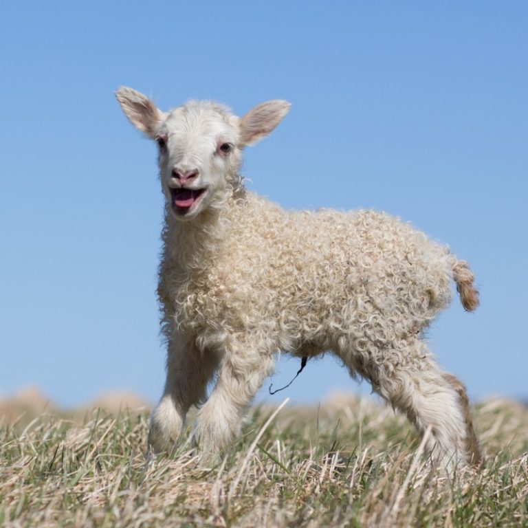 LAMBADAGATALIÐ 2026 SPRENGIR SÖFNUNARBAUKINN Á KAROLINA FUND