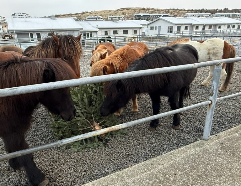 HROSSIN HÁMA Í SIG JÓLATRÉ