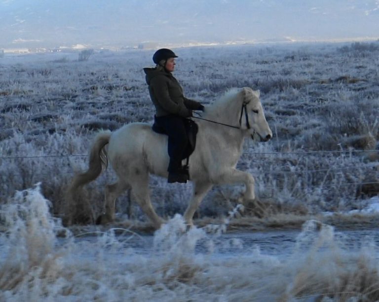 MAGGA TIL SÖLU – 800.000.-